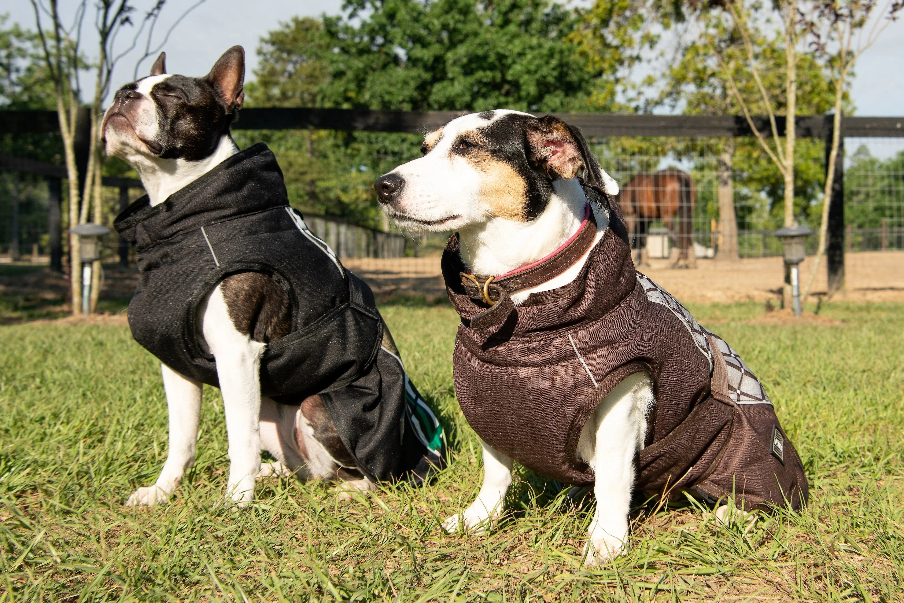 FITS All Weather Dog Coat - Image 4